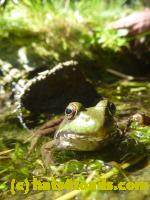 /home//u458753944/public_html/sourcegallery///Frogs/Mixed frogs/P1070545.JPG